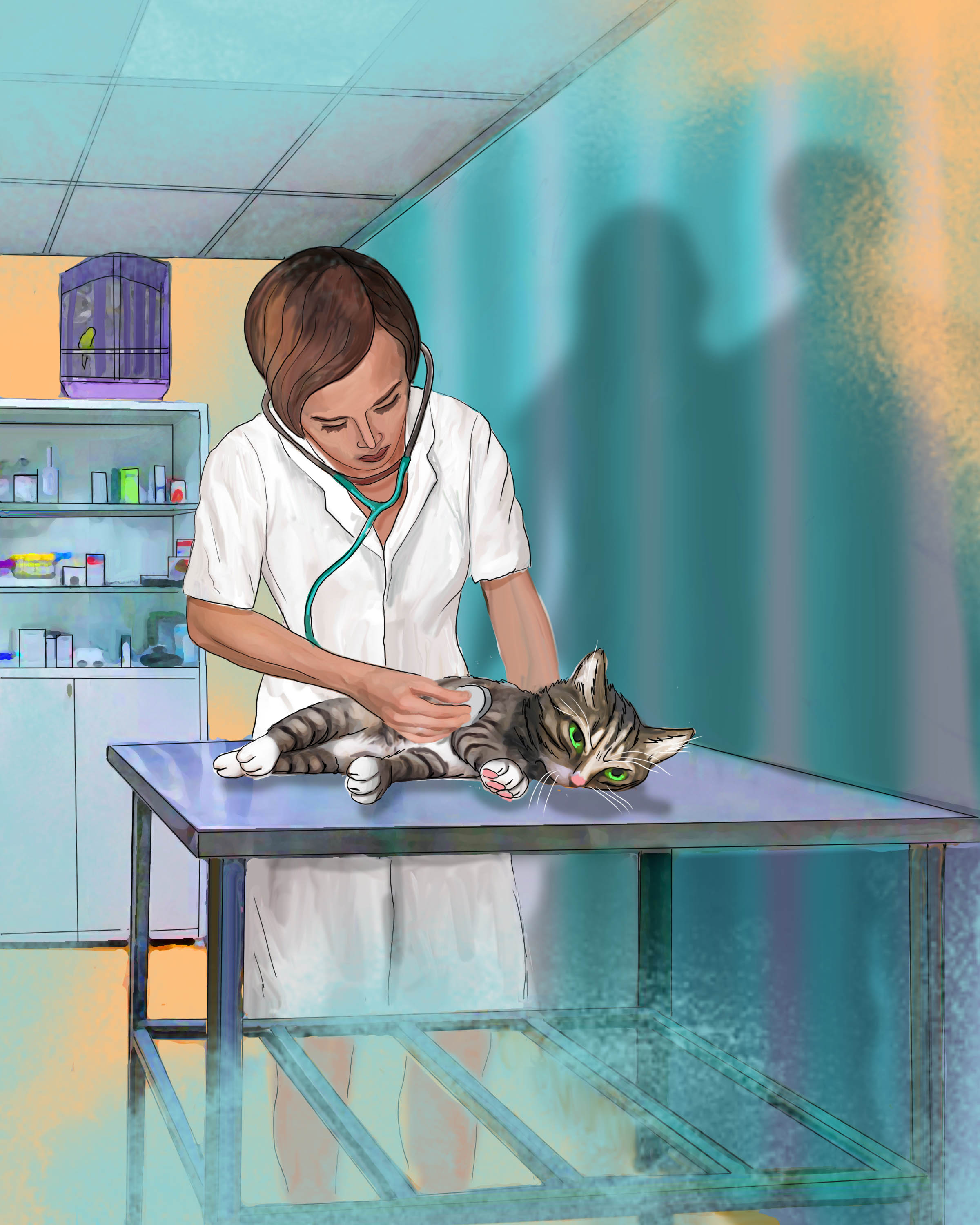 cat on the hospital table2