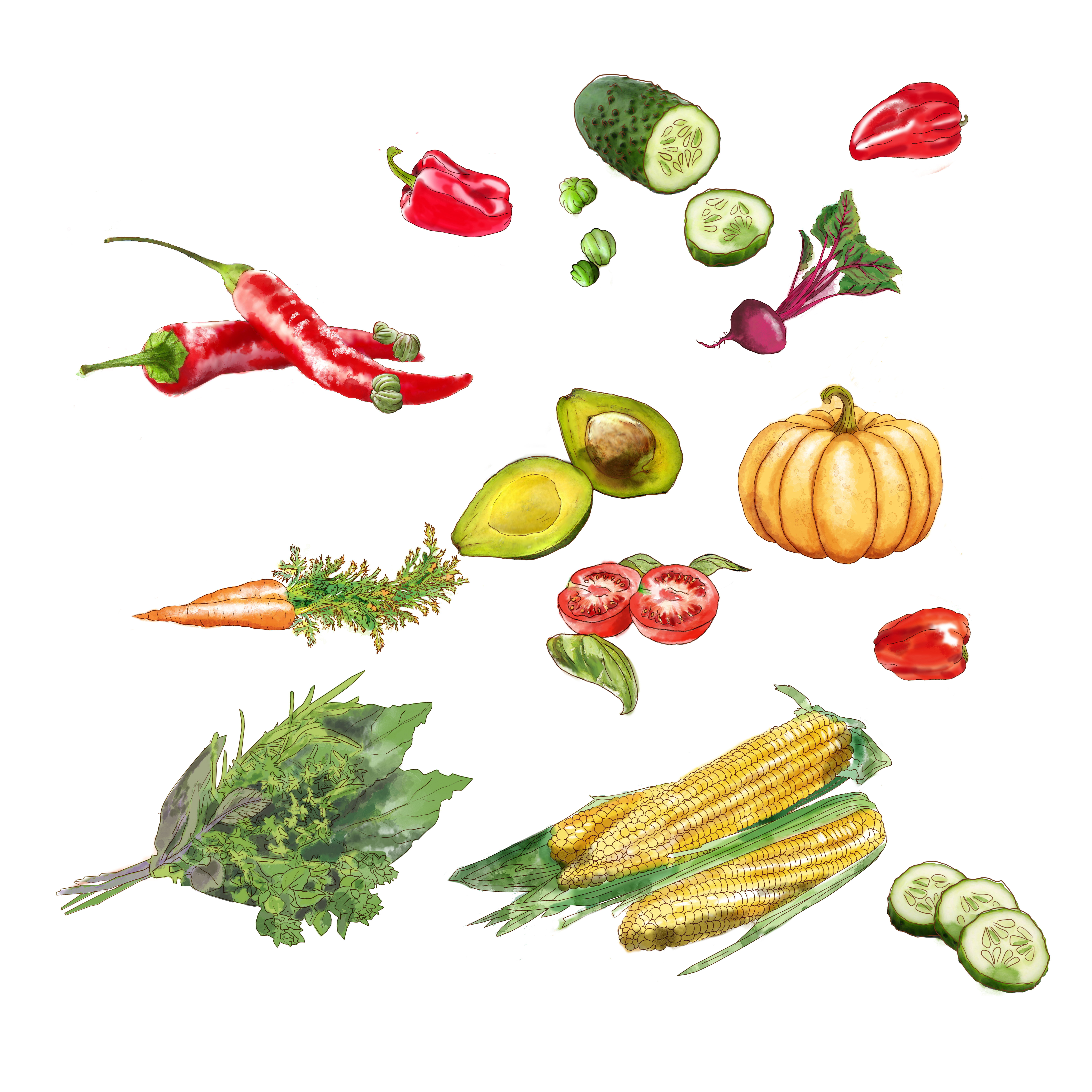 vegetables aquacolor